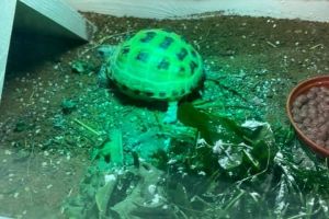 Tortoises For Sale