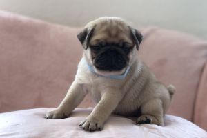 Pug for Rehoming