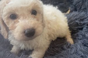 Beautiful Cockapoo puppies for sale