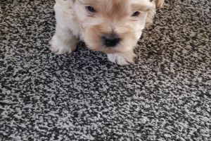 Beautiful zuchion puppies for sale