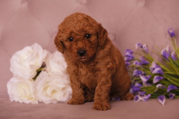 Cavapoos For Sale