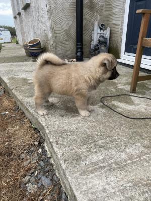 Japanese Akita pups for sale | UKPets