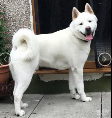 Japanese Akita Pups For Sale Northern Ireland Akita Puppies Inu Sale Puppy Dog Pups