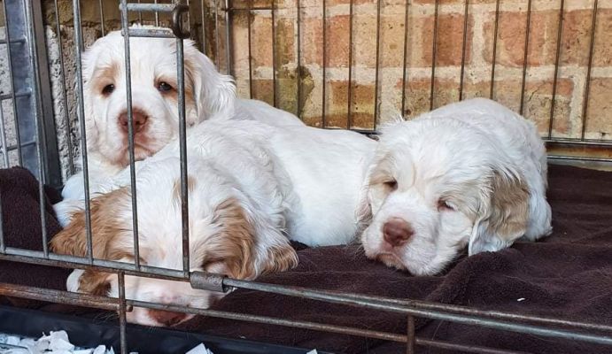 Clumber Spaniel For Sale in the UK