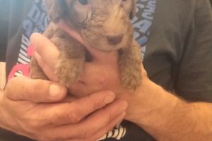 Available Bedlington Terriers