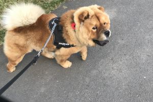 Chow Chow For Stud in Lodon