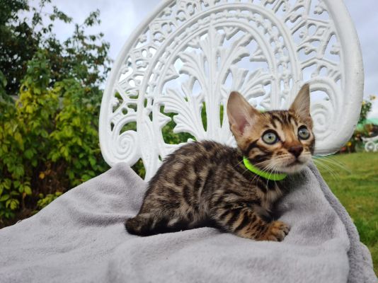 Bengal For Sale in Great Britain