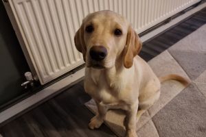 Labrador Retriever For Sale in Lodon