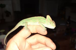 Chameleon For Sale in Great Britain