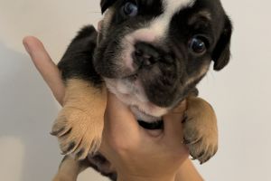 Bulldog puppies for sale £1800