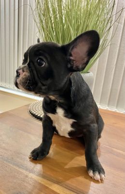 Stunning black and white female French bulldog | UKPets