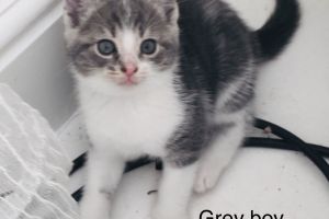 4 healthy, playful friendly kittens looking for their forever home