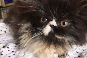 GCCF Active Persian Kittens for Sale from Grand champions