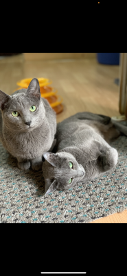 Russian Blue For Sale in Great Britain