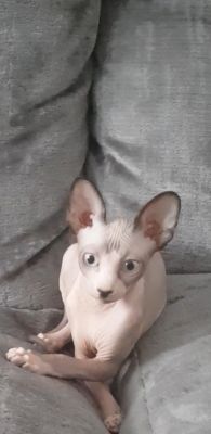 Sphynx For Sale in Great Britain