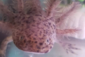 Axolotl Reptiles And Amphibians For Sale Ukpets