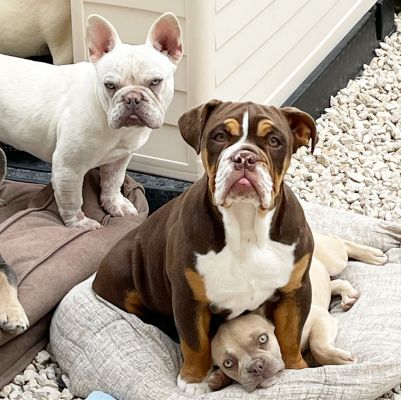 Chocolate Tan English Bulldog for Sale UKPets