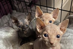 Cheeky baby sphynx for sale