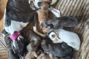 Bullgreyhound x saluki greyhound pups for sale
