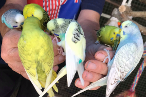 Budgies For Sale