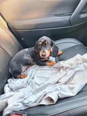 Dachshund For Sale in Great Britain