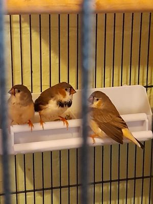 Finches For Sale