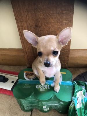 Chihuahua Online Listings