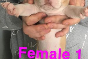 Alapaha Blue Blood Bulldog for Rehoming