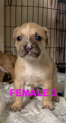 alapaha blue blood bulldog is a mixed breed