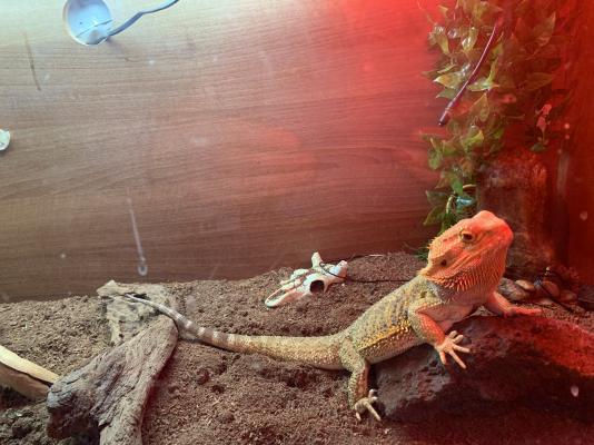 Bearded Dragons