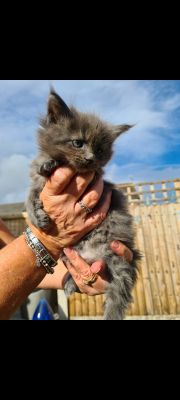 Maine Coons for Rehoming