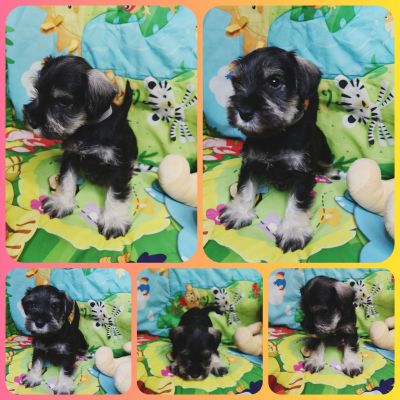 Miniature Schnauzer For Sale