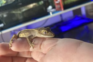 Gecko for Rehoming