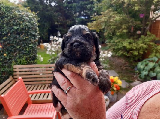 Toy Poodle Cross Lhasapoo Puppies (Poodle x Lhasa Apso) | UKPets