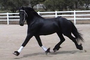 INCREDIBLE Stunning 7 years Old FRIESIAN Gelding For Sale.