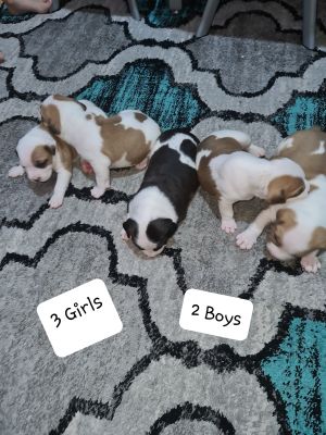 American Staffordshire terrier s For Sale