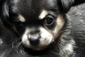 Beautiful Chihuahua Puppies for Sale