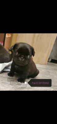 Available Pugs