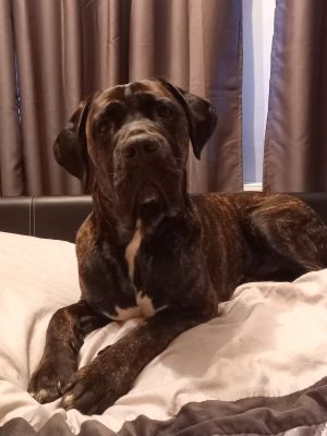 Cane Corso for Rehoming
