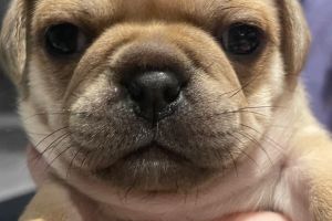 3/4 pug puppies for sale