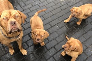Dogue De Bordeaux Advertisement UK Pets