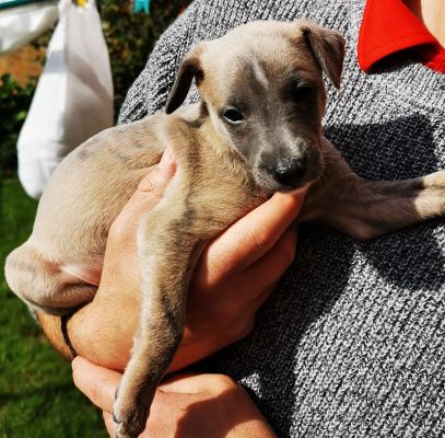 Whippet For Sale in Lodon