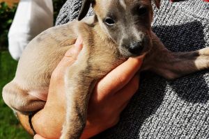 Whippet For Sale in Lodon