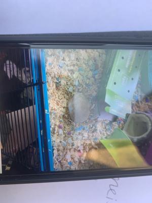 Hamsters for Rehoming