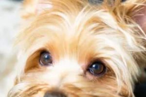 Yorkshire Terrier For Sale in the UK