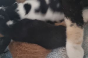 British Shorthair Dogs Breed