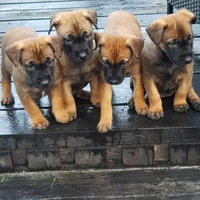 Belgian Malinois For Sale in Great Britain