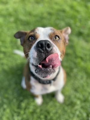 *for Stud* A Stunning Staffie X. 3 Years Old. Hazel Eyes And Tiger 