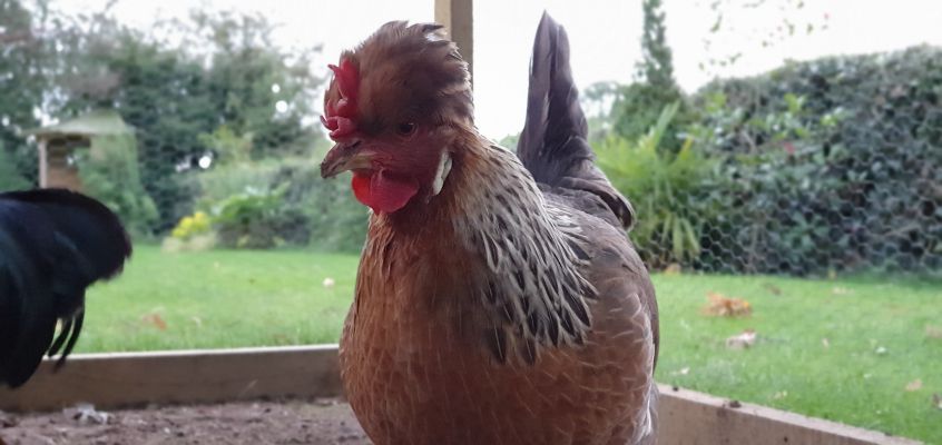 Vorwerk Cockerel & Black Auracana & Cream Legbar | UKPets