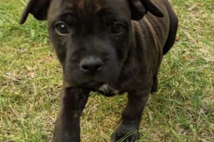 Wanted staffie pup